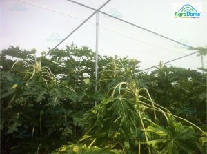 Shade Net House for Papaya Orchard Structure