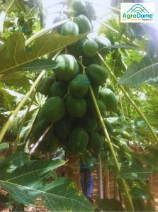 Shade Net House for Papaya Orchard Structure