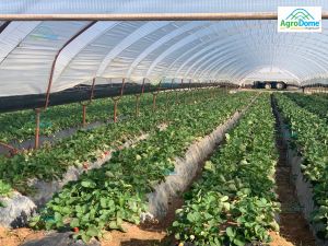 Shade Net House for Strawberry Orchard Structure
