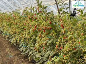Shade Net House for Raspberry Orchard Structure