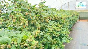 Shade Net House for Raspberry Orchard Structure