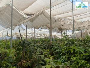 Shade Net House for Raspberry Orchard Structure