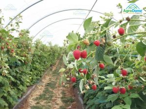 Shade Net House for Raspberry Orchard Structure