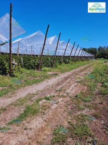 Shade Net House for Pear Orchard Structure