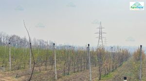 Shade Net House for Pear Orchard Structure