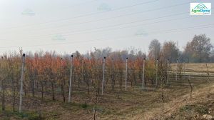 Shade Net House for Pear Orchard Structure
