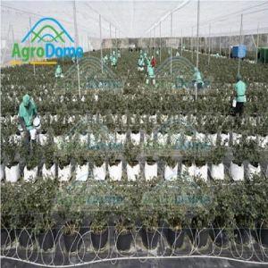 Agronomy Cultivation Consultancy