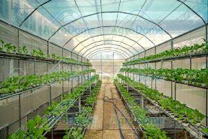 Greenhouse for Hydroponic