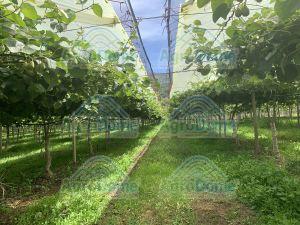 Shade Net House for Kiwi Orchard Structure