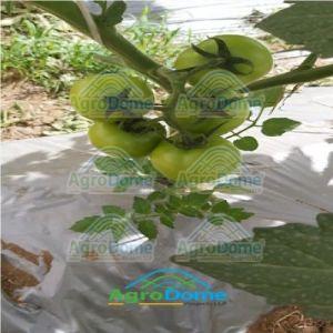 Protected Cultivation Green House for Vegetable Farming