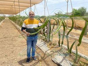 Shade Net House For Dragon Fruit Orchards