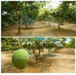 Shade Net House for Mango Farming Orchards