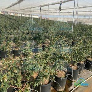 Shade Net House for Blueberry & Raspberry Orchards