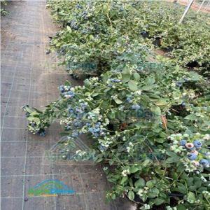 Shade Net House for Blueberry & Raspberry Orchards