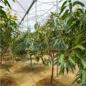 Shade Net House for Mango Farming Orchards