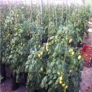 Shade Net House for Tomatoes