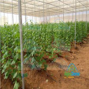 Shade Net House for Vegetables Farming