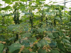 Wire Rope Net House for Cucmber Cultivation