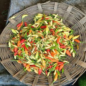 A Grade Bird\'s Eye Chilli