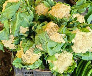 A Grade Fresh Cauliflower
