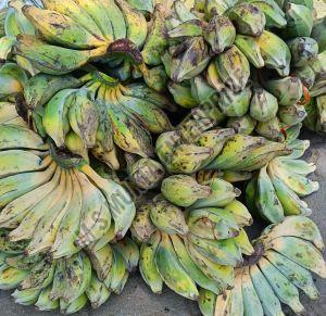 A Grade Fresh Green Banana