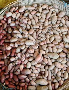 A Grade Fresh Potato