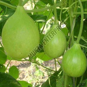 A Grade Fresh Round Bottle Gourd