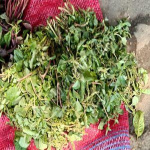 A Grade Green Spinach