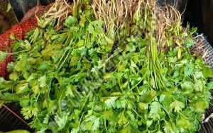 Green A Grade Coriander Leaves