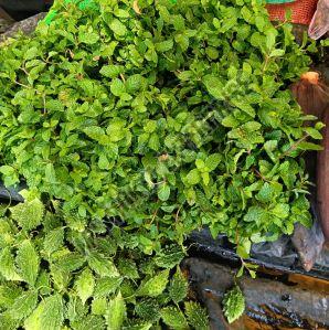 Green Fresh Mint Leaves