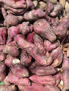 Red A Grade Sweet Potato
