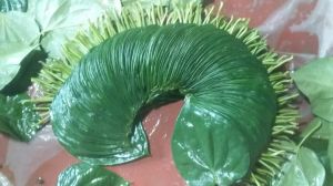 Kolkata Betel Leaf