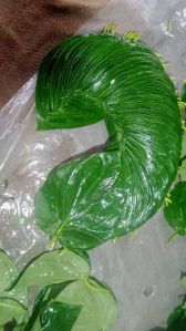 Kolkata Betel Leaf