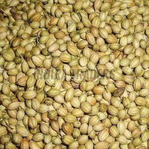 Coriander Seeds