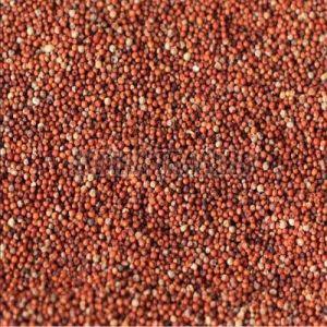 Finger Millet Seeds