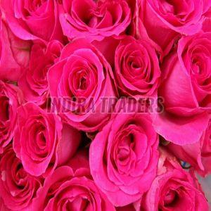 Fresh Pink Rose Flower