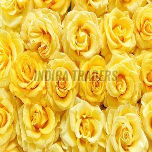 Fresh Yellow Rose Flower