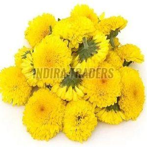 Fresh Yellow Samanthi Flower