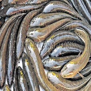 Frozen Murrel Fish