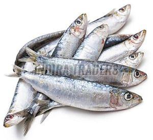 Frozen Sardine Fish