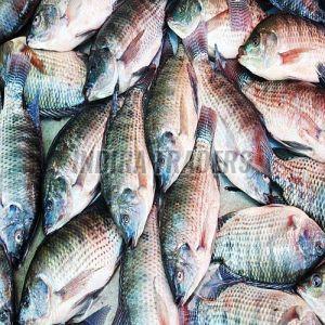 Frozen Tilapia Fish