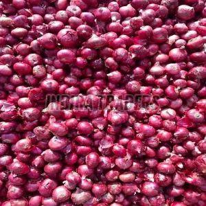 Small Fresh Red Onion