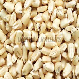 White Corn Seeds