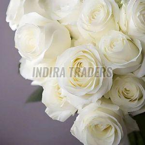 White Fresh Rose Flower