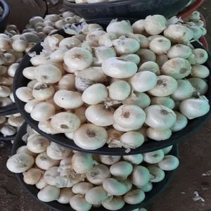 A Grade Fresh White Onion