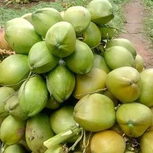 A Grade Tender Coconut