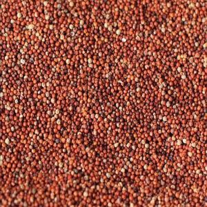 Finger Millet Seeds