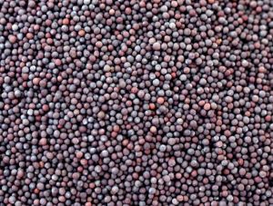 A Grade Black Mustard Seeds