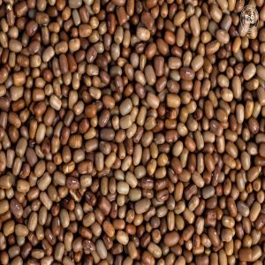 Moth Bean Seeds