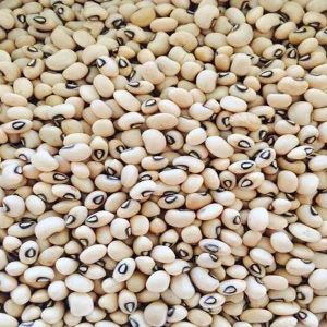 White And Black A Grade Lobia